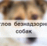 Объявление  об отлове собак - Уярский район