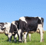 О необходимости соблюдения требований по ППЖ хозяйствующими субъектами. - Уярский район