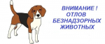 Об отлове безнадзорных животных.